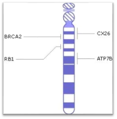 хромосома 13, гены, генетические заболевания