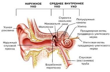 ÐšÐ°Ñ€Ñ‚Ð¸Ð½ÐºÐ¸ Ð¿Ð¾ Ð·Ð°Ð¿Ñ€Ð¾ÑÑƒ ÑÑ‚Ñ€Ð¾ÐµÐ½Ð¸Ðµ ÑƒÑ…Ð°