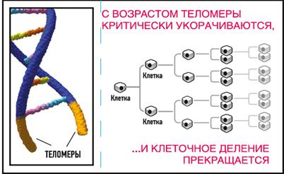 С возрастом теломеры укорачиваются